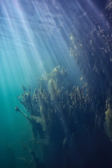 Fototapeta na wymiar ocean water blue background underwater rays sun / abstract blue background nature water