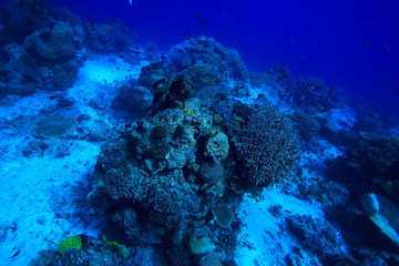 underwater scene / coral reef, world ocean wildlife landscape