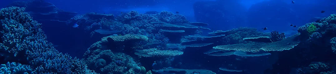 Poster onderwaterscène / koraalrif, wereldoceaan natuurlandschap © kichigin19
