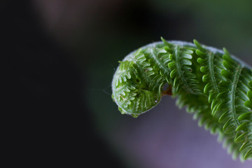 Close up of green leaf of fern