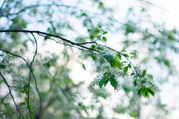 Closeup view of blooming spring tree on sunny day