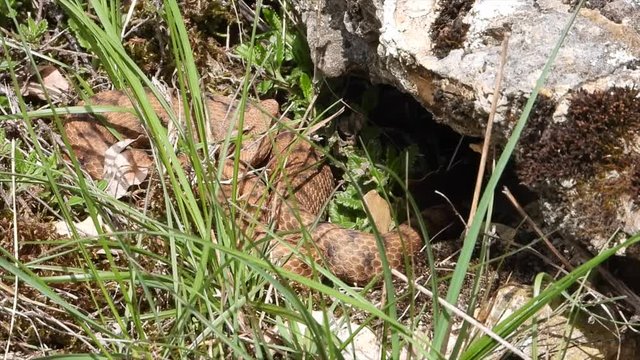 Aspisviper&nbsp;(Vipera aspis) im Elsass, Frankreich