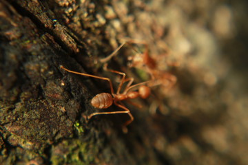 Oecophylla smaragdina. Common names weaver ant, green ant, green tree ant and orange gaster.