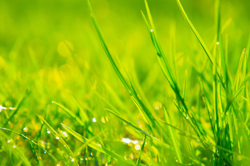 Juicy first grass in sunshine. Bright flowers in spring. Awakening of nature and the Earth