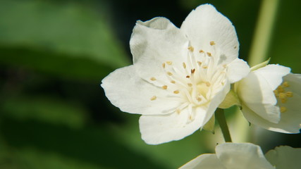 Obraz premium White flower