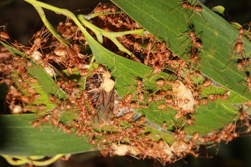 Oecophylla smaragdina nest. Common names weaver ant, green ant, green tree ant, and orange gaster)
