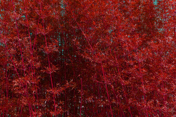 Red Bamboo Texture