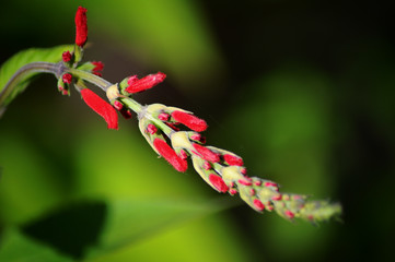 Fototapeta premium Blooming