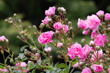 Fototapeta premium Róże w ogrodzie