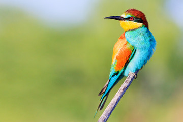 beautiful bird with bright feathers sits on a branch and looks away