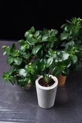 succulent plant in handmade concrete pot in room decoration for cactus lover