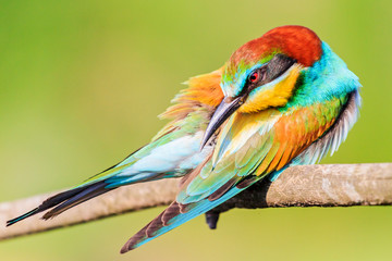 beautiful colorful bee-eater preens her feathers