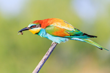 bee-eater sits on a branch with a bee in its beak