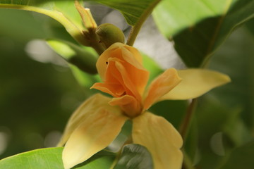 Golden magnolia champak flower