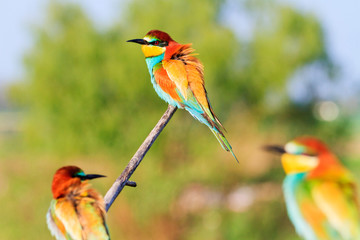 bee-eaters sit on branches on a warm spring day