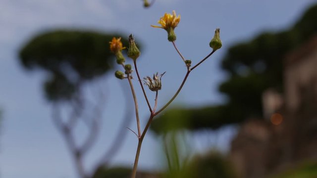 selective focus on Flowers, Aventine, Rome, Italy