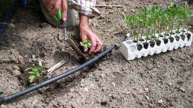 Man is planting young tomatoes plants in the garden. Gardener's hand planting sprouts in the soil. Seeding, Seedling, Plantation. Italian tomato cultivar cherry tomatoes, excellence of made in italy