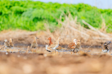 flock of different waders standing in shallow water