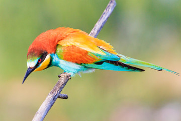 formidable beautiful bird sitting on a branch