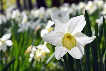 White Narcissus poeticus (poet's daffodil, poet's narcissus, nargis, pheasant's eye, findern flower, and pinkster lily) in the spring garden. One of the first daffodils to be cultivated