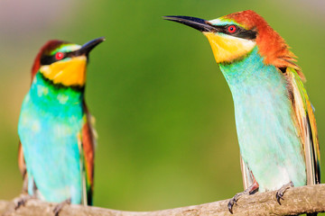 two beautiful colorful birds chatting against each other