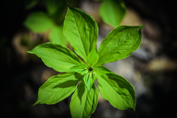 Fototapeta premium young green symmetrical leaf macro