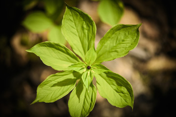 young green symmetrical leaf macro