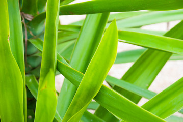 Background with big green leaves. Exotic pattern.