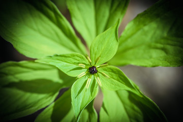 young green symmetrical leaf macro