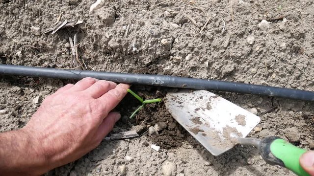 Man is planting Italian red Tropea onions plants in the garden. Gardener's hand planting sprouts in the soil. Seeding, Seedling, Plantation. Cipolla Rossa di Tropea excellence of made in italy