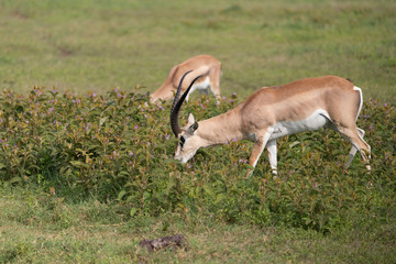 Beautiful Male Grants Gazelle in the Serengeti area of Tanzania