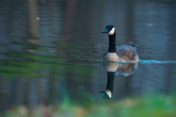 Canada goose in small pond