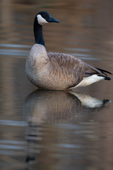 Canada goose in small pond
