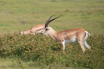Beautiful Male Grants Gazelle in the Serengeti area of Tanzania