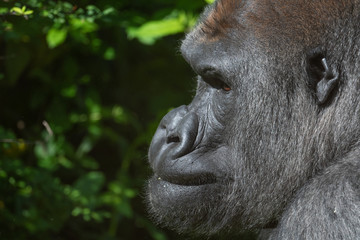 Captive western lowland gorilla