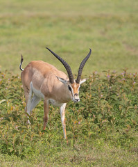 Naklejka na ściany i meble Beautiful Male Grants Gazelle in the Serengeti area of Tanzania