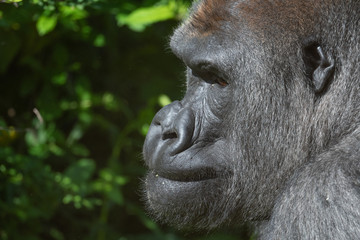 Captive western lowland gorilla
