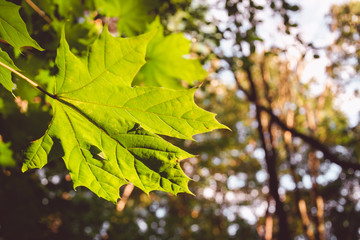 green maple leaf