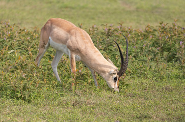 Beautiful Male Grants Gazelle in the Serengeti area of Tanzania