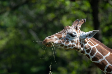 captive giraffe feeding at a zoo
