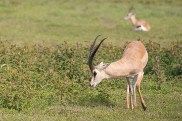 Beautiful Male Grants Gazelle in the Serengeti area of Tanzania