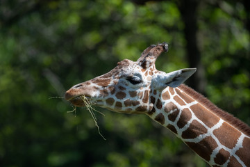 captive giraffe feeding at a zoo