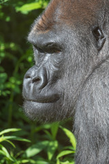 Captive western lowland gorilla