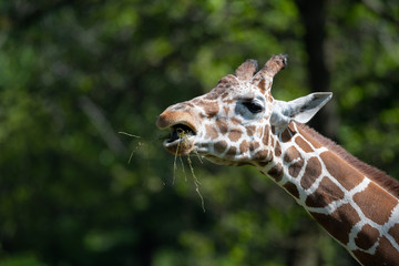 captive giraffe feeding at a zoo
