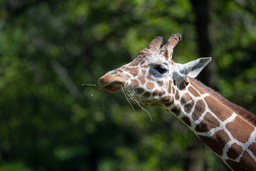 captive giraffe feeding at a zoo