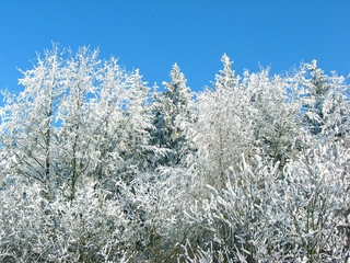 In the winter forest. The branches of the trees are covered with snow, against the blue sky.