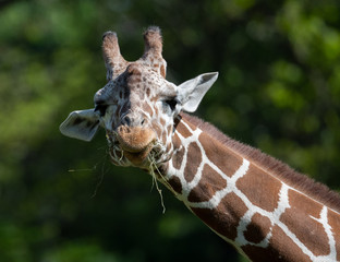 captive giraffe feeding at a zoo