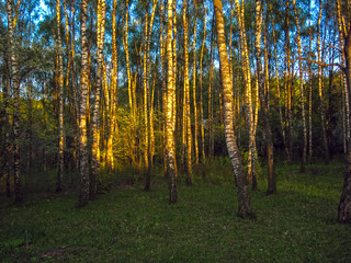 Fototapeta premium In the city park in the background birch grove