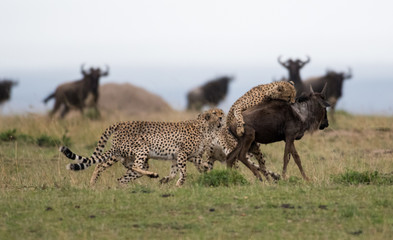 Obraz na płótnie Canvas Cheetahs attacking wildebeest