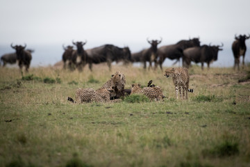 Fototapeta premium Cheetahs attacking wildebeest